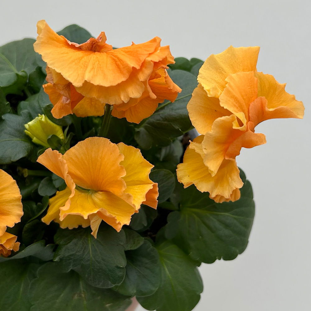 Stiefmütterchen Frizzle Sizzle®, orange, gewellt, Topf-Ø 13 cm, 6 Pflanzen Stiefmütterchen Frizzle Sizzle®, orange, gewellt, Topf-Ø 13 cm, 6 Pflanzen