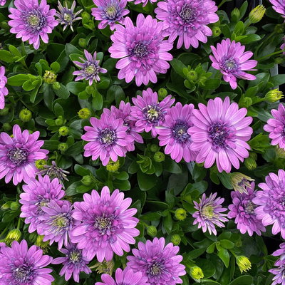 Osteospermum rosa/lila gefüllt, Topf-Ø 12 cm, 6 Stück Osteospermum rosa/lila gefüllt, Topf-Ø 12 cm, 6 Stück
