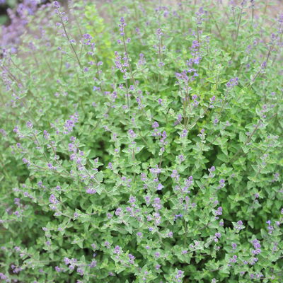 Katzenminze 'Kit Cat' blau, Topf 11x11 cm, 3 Pflanzen Katzenminze 'Kit Cat' blau, Topf 11x11 cm, 3 Pflanzen