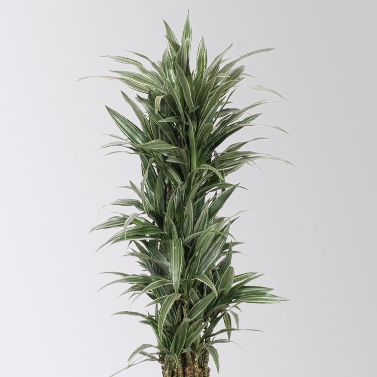 Drachenbaum 'Warneckii', grün-weiß, Topf-Ø 30 cm, Höhe ca. 150 cm