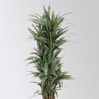 Drachenbaum 'Warneckii', grün-weiß, Topf-Ø 30 cm, Höhe ca. 150 cm