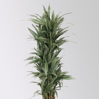 Drachenbaum 'Warneckii', grün-weiß, Topf-Ø 30 cm, Höhe ca. 150 cm