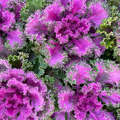 Zierkohl, grün-lila, kraus, Topf-Ø 12 cm, 6 Pflanzen