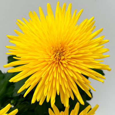 Chrysantheme 'Anastasia', gelb, großblumig, Topf-Ø 13 cm, 3 Pflanzen Chrysantheme 'Anastasia', gelb, großblumig, Topf-Ø 13 cm, 3 Pflanzen