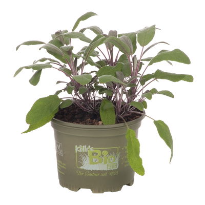 Bio Roter Salbei, Topf-Ø 12cm Bio Roter Salbei, Topf-Ø 12cm