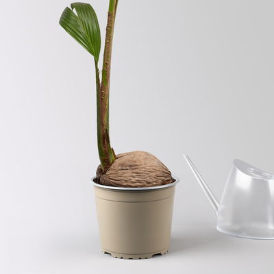Kokospalme, Topf-Ø 19 cm, Höhe ca. 130 cm