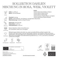 Kölles Beste Dahlien Mischung rosa weiß violett, Größe 1, 5 Blumenknollen