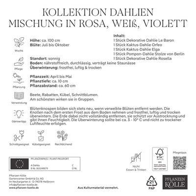 Kölles Beste Dahlien Mischung rosa weiß violett, Größe 1, 5 Blumenknollen