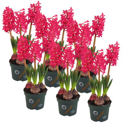 Hyazinthe, rot, vorgetrieben, Topf-Ø 12 cm, 6 Pflanzen