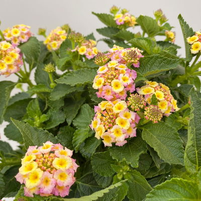 Wandelröschen gelb/lila, Stamm, Topf-Ø 17 cm