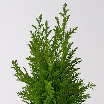 Gelbgrüne Kegelzypresse 'Ellwood's Empire', Topf-Ø 9 cm, 8 Pflanzen Gelbgrüne Kegelzypresse 'Ellwood's Empire', Topf-Ø 9 cm, 8 Pflanzen