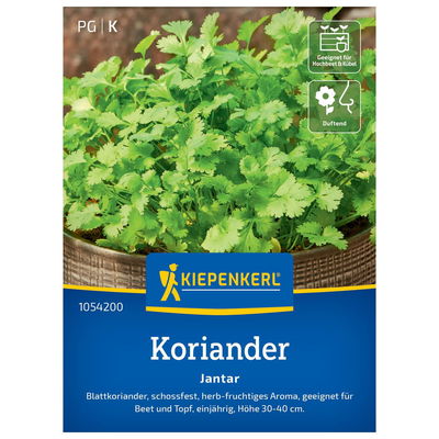 Saatgut Koriander 'Jantar' Saatgut Koriander 'Jantar'