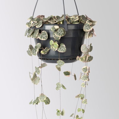 Grünpflanzen-Set Rapunzel, Hängeampel-Ø 14 cm, 2 Pflanzen Grünpflanzen-Set Rapunzel, Hängeampel-Ø 14 cm, 2 Pflanzen