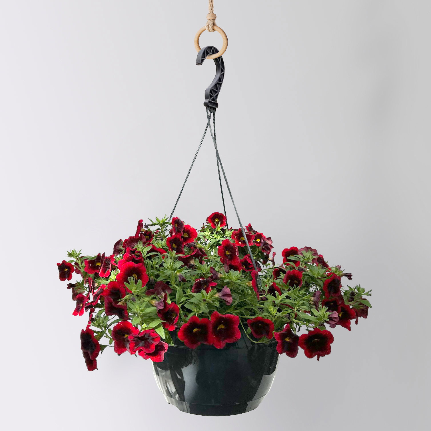 Zauberglöckchen 'Special Red Kiss', rot, Ampeltopf-Ø 27 cm Zauberglöckchen 'Special Red Kiss', rot, Ampeltopf-Ø 27 cm