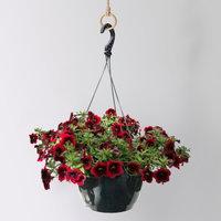 Zauberglöckchen 'Special Red Kiss', rot, Ampeltopf-Ø 27 cm Zauberglöckchen 'Special Red Kiss', rot, Ampeltopf-Ø 27 cm