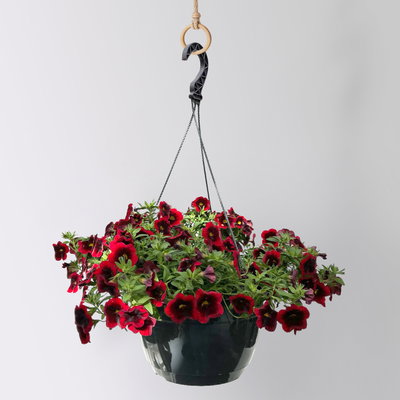 Zauberglöckchen 'Special Red Kiss', rot, Ampeltopf-Ø 27 cm Zauberglöckchen 'Special Red Kiss', rot, Ampeltopf-Ø 27 cm