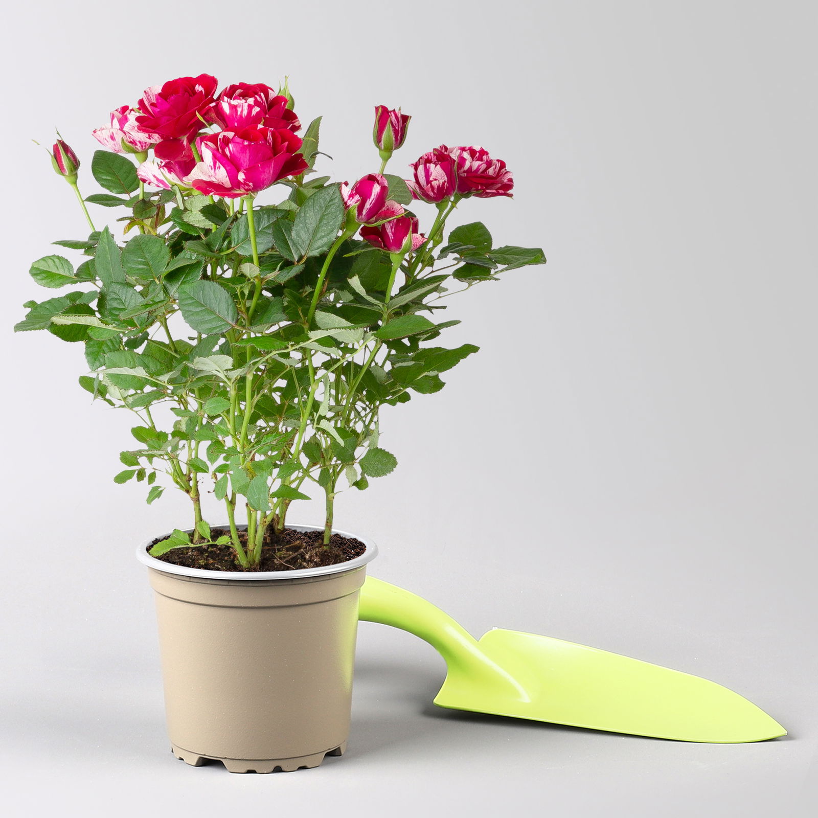Rose 'Gigi' rot-weiß, Topf-Ø 10,5 cm, 3er-Set