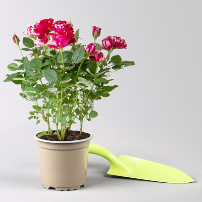 Rose 'Gigi', rot-weiß, Topf-Ø 10,5 cm, 3 Pflanzen