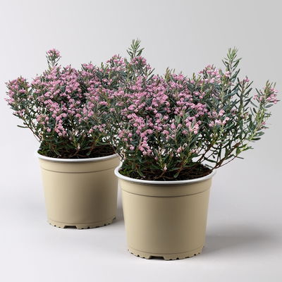 Rosmarinheide, Andromeda polifolia 'Blue Ice', rosa, Topf-Ø 17 cm, 2 Pflanzen