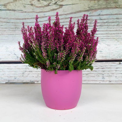 Knospenheide, lila, Topf-Ø 12 cm, 6 Pflanzen Knospenheide, lila, Topf-Ø 12 cm, 6 Pflanzen