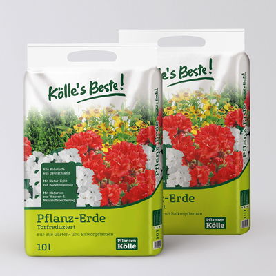 Pflanzenkreation Vorweihnachtszeit, 8 Pflanzen + Lichterkette + Erde Pflanzenkreation Vorweihnachtszeit, 8 Pflanzen + Lichterkette + Erde