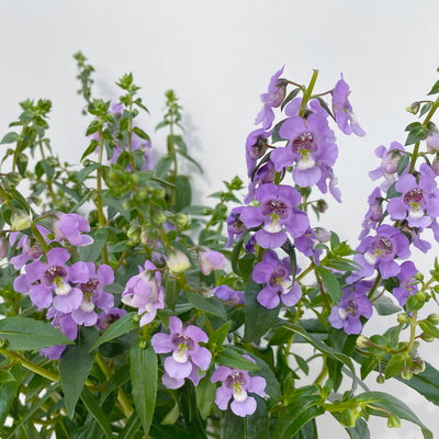 Angelonia lilablau, Topf-Ø 12 cm, 6er-Set