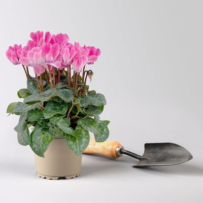 Alpenveilchen 'Outland', Farben zufällig, Topf-Ø 10,5/11 cm, 6 Pflanzen