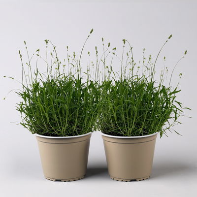 Lavendel 'Hidcote' blauviolett, Topf-Ø 19 cm, 2er-Set