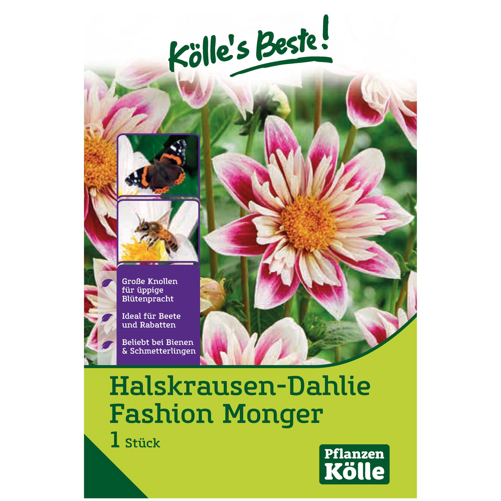 Halskrausen-Dahlie 'Fashion Monger', weiß/rosa, 1 Blumenknolle