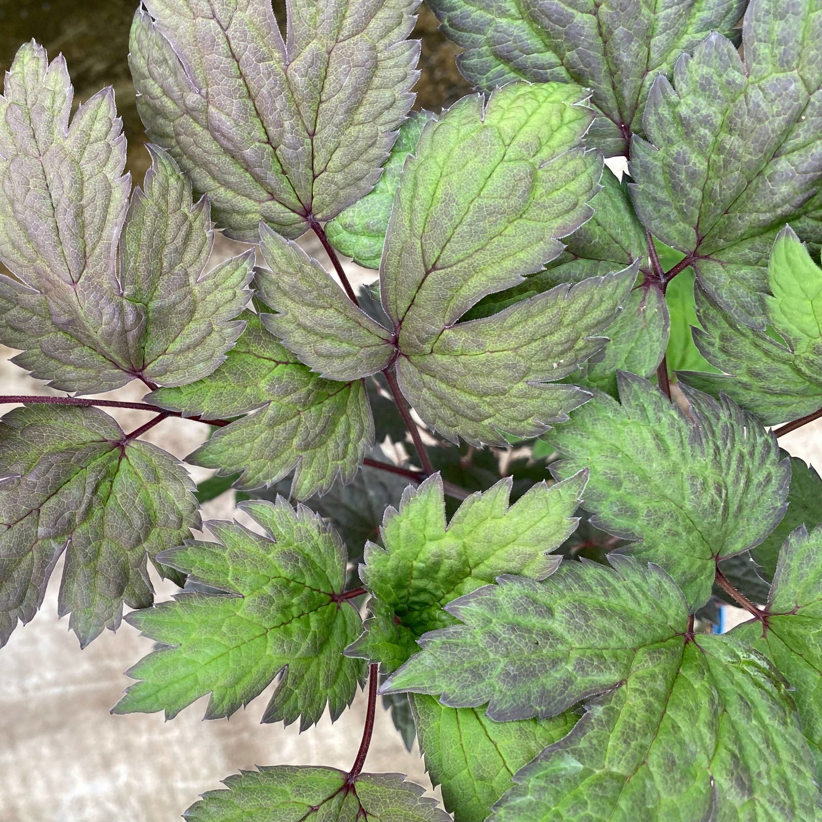 Cimicifuga ramosa 'Atropurpurea' weiß, dunkellaubig, Topf 3 Liter