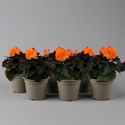 Begonie 'Orangedrops®' orange, Topf-Ø 12 cm, 6 Pflanzen Begonie 'Orangedrops®' orange, Topf-Ø 12 cm, 6 Pflanzen