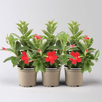 Dipladenie, rot, Topf-Ø 10,5 cm, 3 Pflanzen