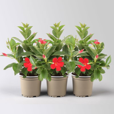 Dipladenie, rot, Topf-Ø 10,5 cm, 3 Pflanzen Dipladenie, rot, Topf-Ø 10,5 cm, 3 Pflanzen