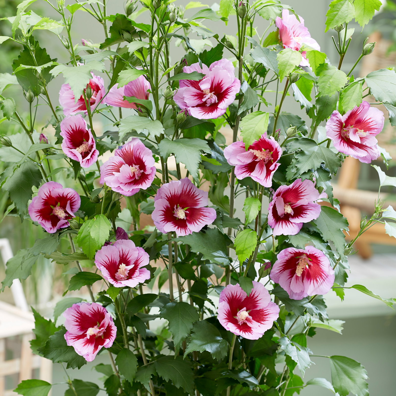 Säulen-Gartenhibiskus 'Flower Tower Purple®' lila-rot, Höhe 40-60 cm, Topf 5 l