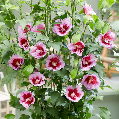 Säulen-Gartenhibiskus 'Flower Tower Purple®' lila-rot, Höhe 40-60 cm, Topf 5 l