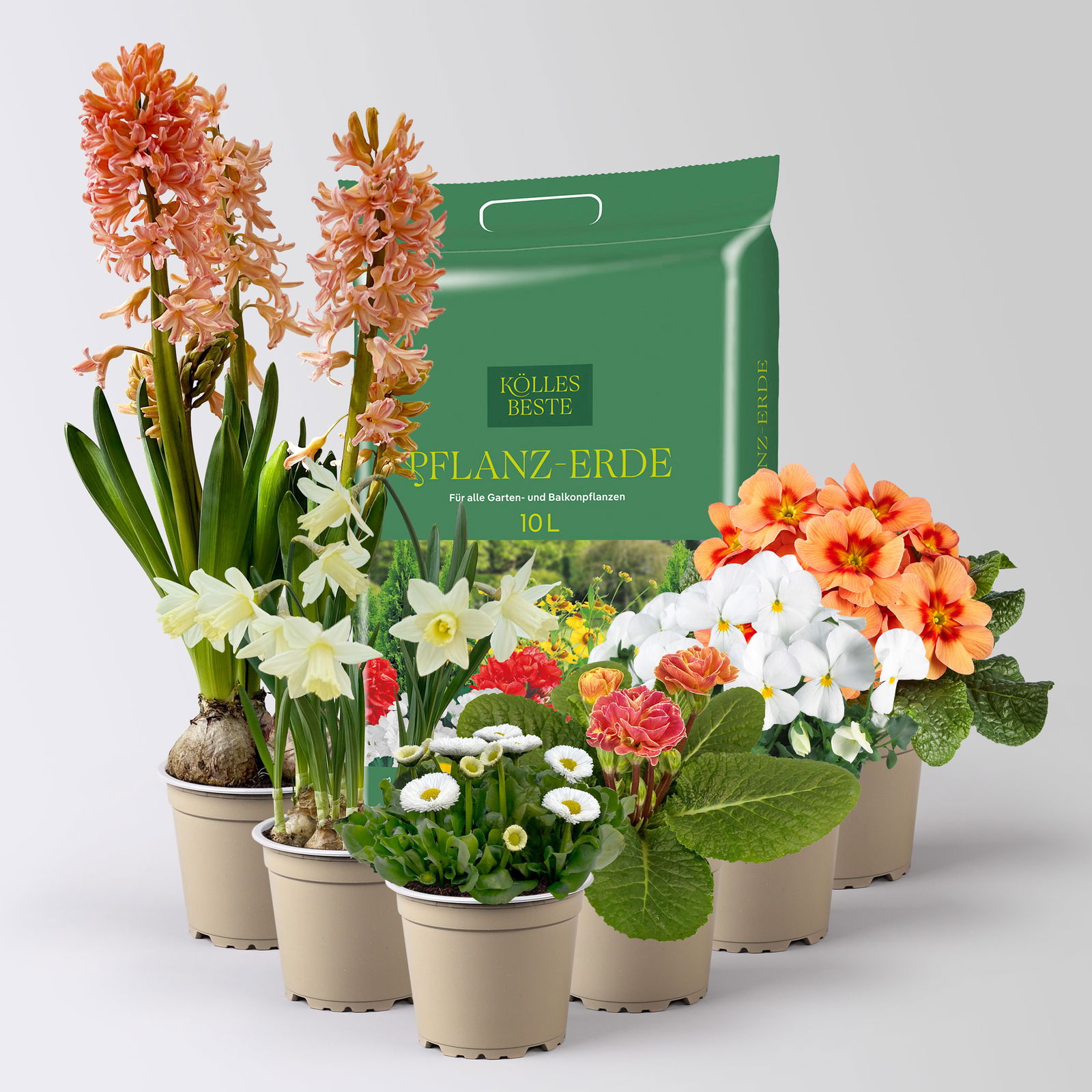 Pflanzen-Set Frühlingsharmonie, 6 Pflanzen inkl. Erde