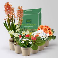 Pflanzen-Set Frühlingsharmonie, 6 Pflanzen inkl. Erde