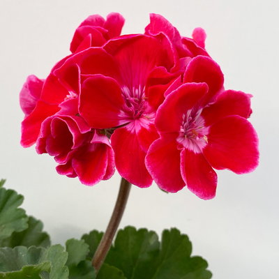 Geranie rot mit hellem Auge, stehend, Topf-Ø 13 cm, 6 Stück