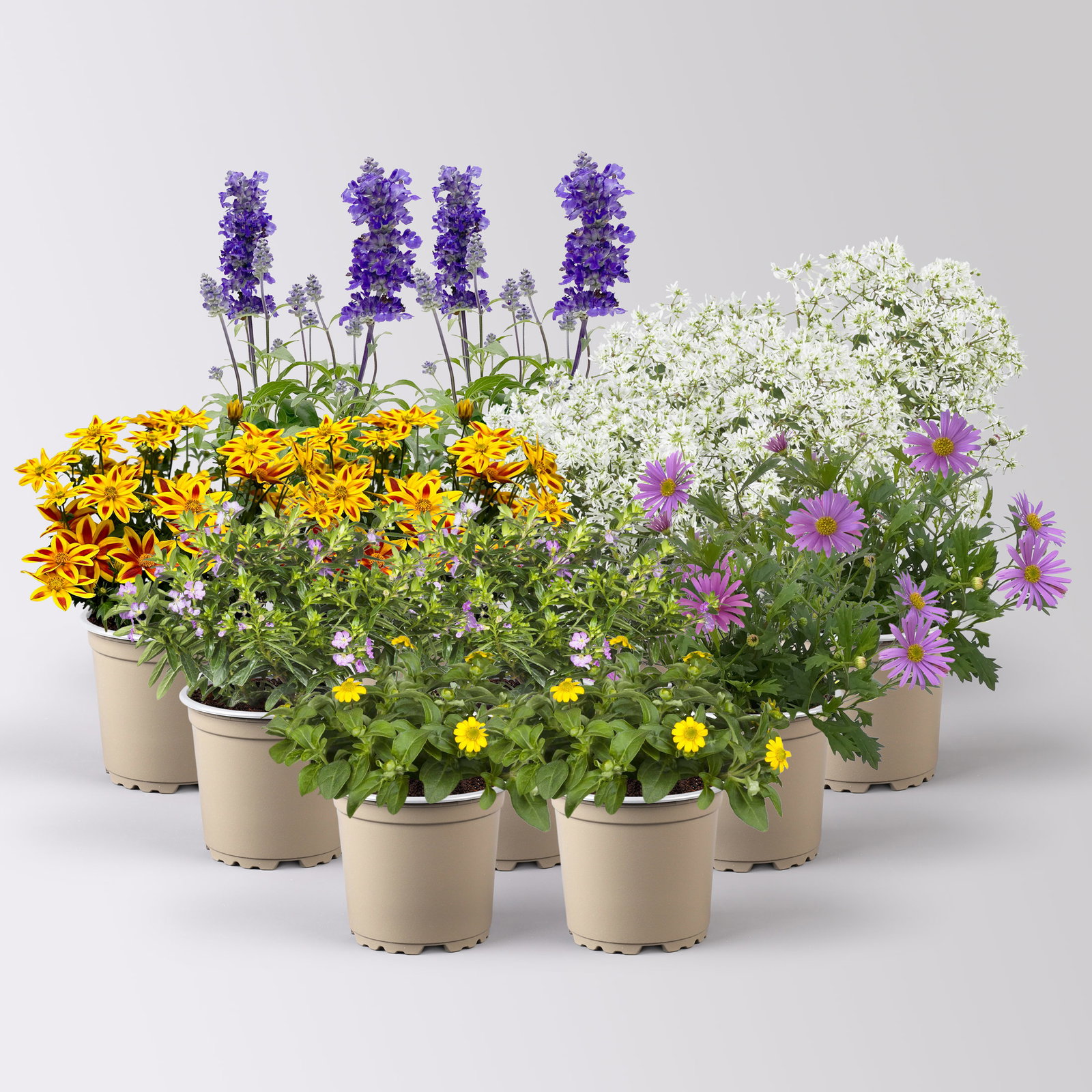 Pflanzenkreation 'Insektenbuffet', lila-gelb-weiß, 12 Pflanzen