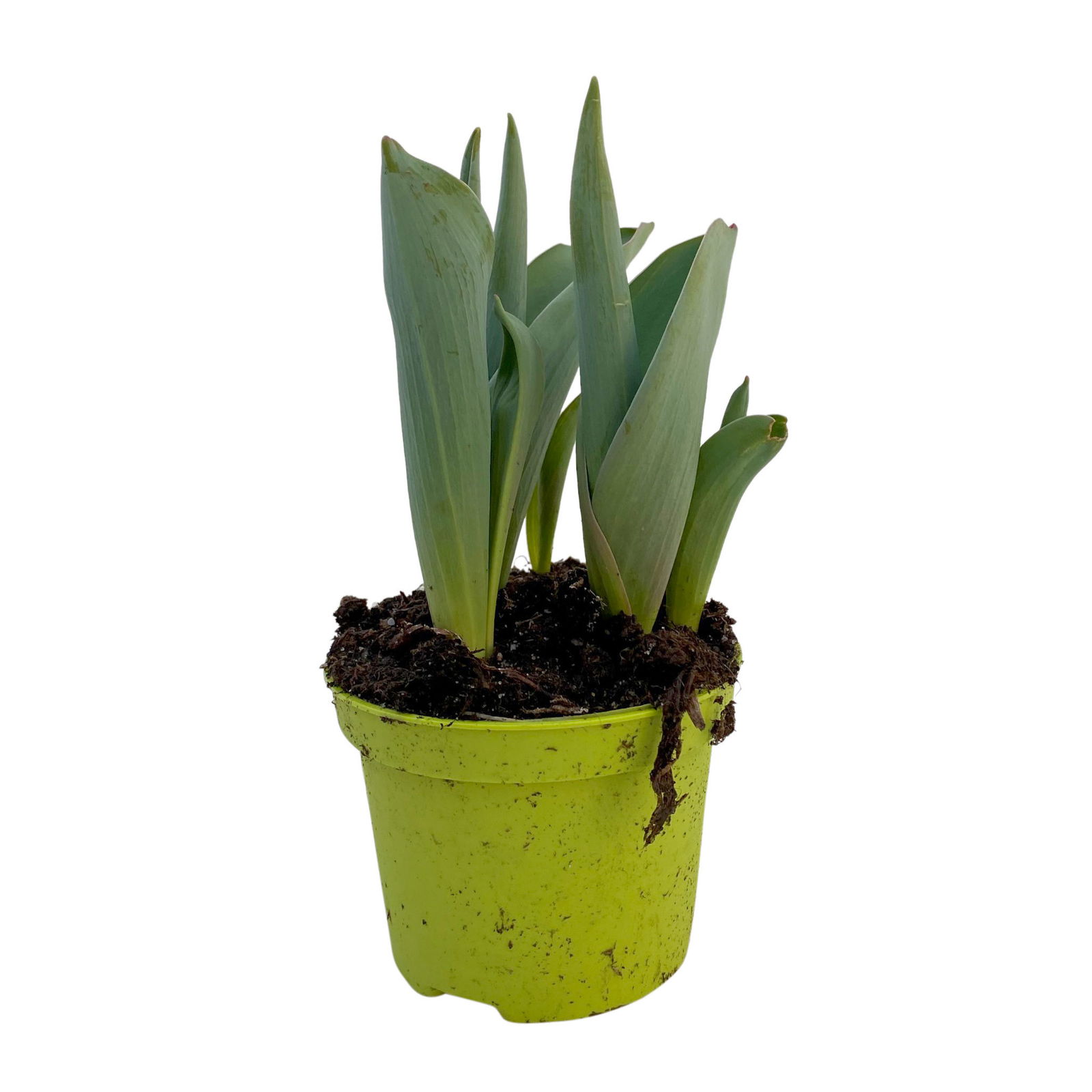 Tulpe weiß, Sorte zufällig, vorgetrieben, Topf-Ø 10 cm, 6 Pflanzen