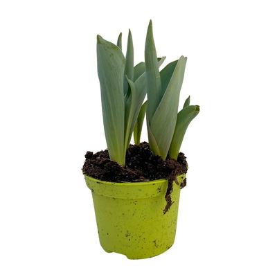 Tulpe weiß, vorgetrieben, Topf-Ø 10 cm, 6 Pflanzen