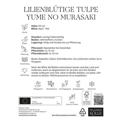 Kölles Beste Lilienblütige Tulpe 'Jume No Murasaki®', lila, 7 Blumenzwiebeln