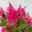 Celosia 'Kelos Fire', Farbe zufällig, Topf-Ø 12 cm, 6 Pflanzen
