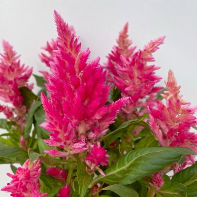 Celosia 'Kelos Fire', Farbe zufällig, Topf-Ø 12 cm, 6 Pflanzen Celosia 'Kelos Fire', Farbe zufällig, Topf-Ø 12 cm, 6 Pflanzen