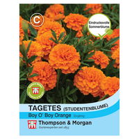Samenmischung Tagetes, Studentenblume 'Boy o Boy', orange
