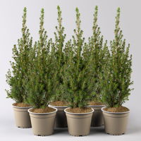 Zuckerhutfichte 'Perfecta'®, Topf-Ø 13 cm, 6 Pflanzen Zuckerhutfichte 'Perfecta'®, Topf-Ø 13 cm, 6 Pflanzen