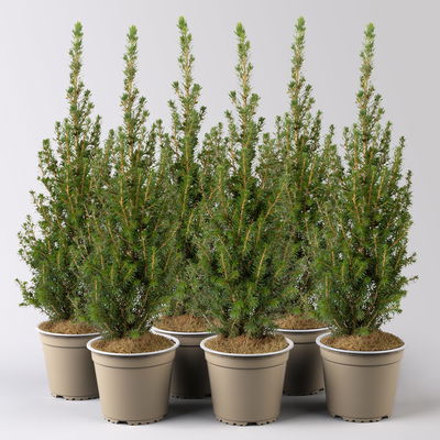 Zuckerhutfichte 'Perfecta'®, Topf-Ø 13 cm, 6 Pflanzen Zuckerhutfichte 'Perfecta'®, Topf-Ø 13 cm, 6 Pflanzen