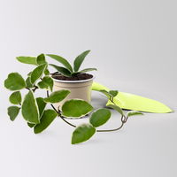 Bio Porzellanblume 'Krimson Queen', Topf-Ø 10,5 cm, 3 Pflanzen