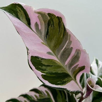 Calathea 'Fusion White', Topf-Ø 14 cm, Höhe ca. 30 cm, 2 Pflanzen Calathea 'Fusion White', Topf-Ø 14 cm, Höhe ca. 30 cm, 2 Pflanzen