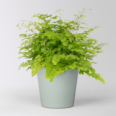 Frauenhaarfarn 'Fritz Lüthi', in Topf Dallas gletscherblau, Topf-Ø 12 cm Frauenhaarfarn 'Fritz Lüthi', in Topf Dallas gletscherblau, Topf-Ø 12 cm